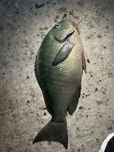 グレの釣果