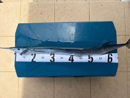 ダツの釣果