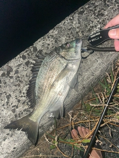 ミナミクロダイの釣果