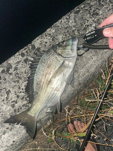 ミナミクロダイの釣果・釣り情報まとめ【2026年最新】 - アングラーズ