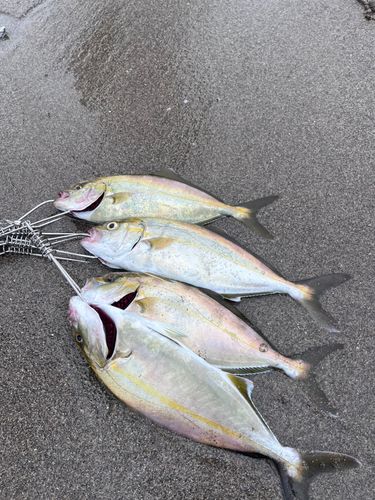 ショゴの釣果
