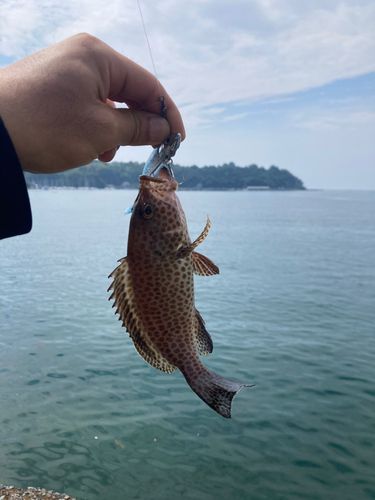 オオモンハタの釣果