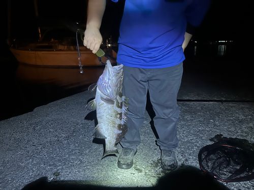 クエの釣果