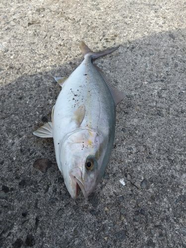 ネリゴの釣果