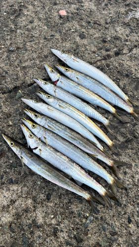 カマスの釣果