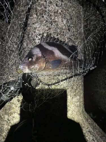 コショウダイの釣果