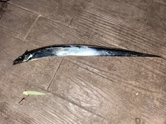 タチウオの釣果