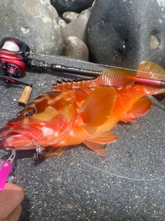 アカハタの釣果