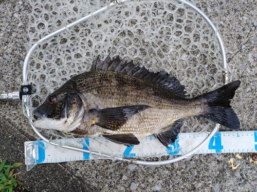 チヌの釣果