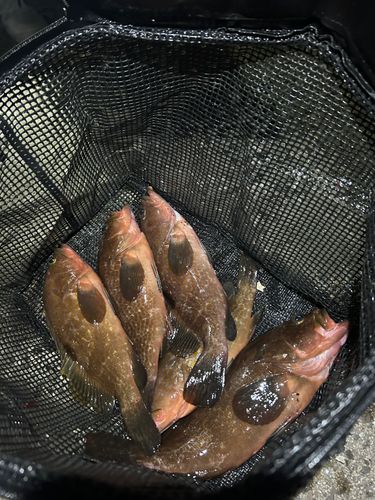 アコウの釣果