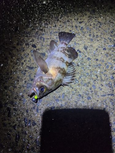 メバルの釣果
