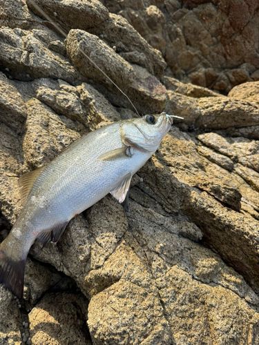 セイゴ（ヒラスズキ）の釣果