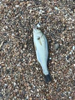 セイゴ（マルスズキ）の釣果