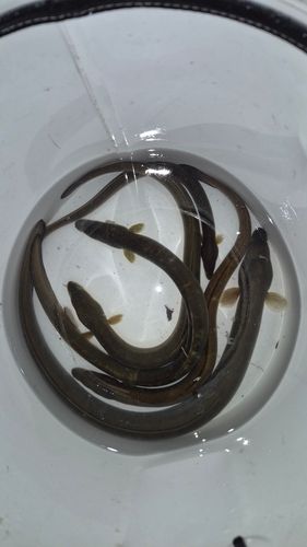 ウナギの釣果