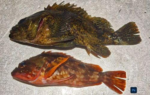 ムラソイの釣果