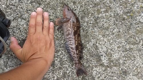 アイナメの釣果