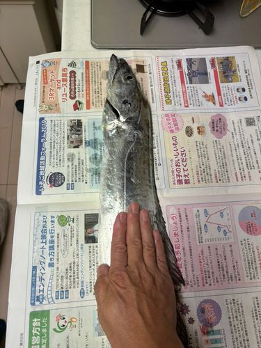 タチウオの釣果
