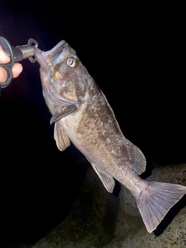 クロソイの釣果