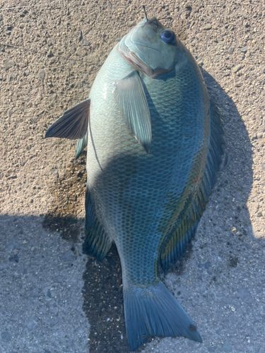 クチブトグレの釣果