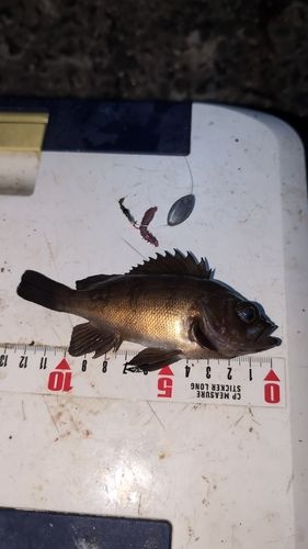 シロメバルの釣果