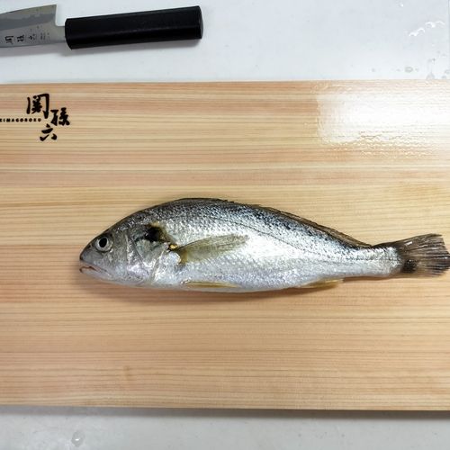 シログチの釣果