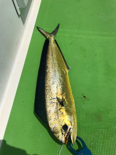 シイラの釣果