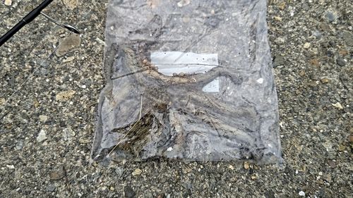 タコの釣果