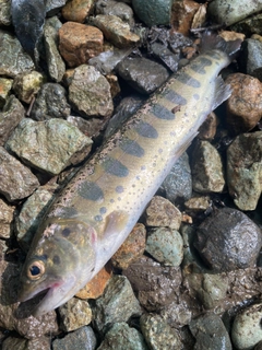 ヤマメの釣果