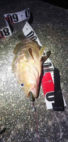 アコウの釣果