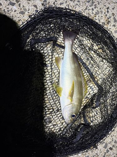 イサキの釣果