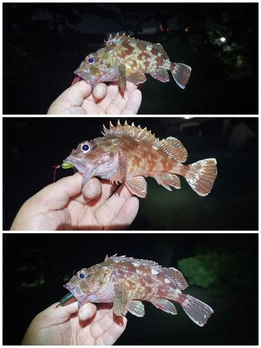 ガシラの釣果