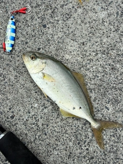 ショゴの釣果