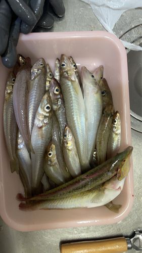 キスの釣果