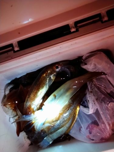 スルメイカの釣果