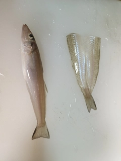 シロギスの釣果