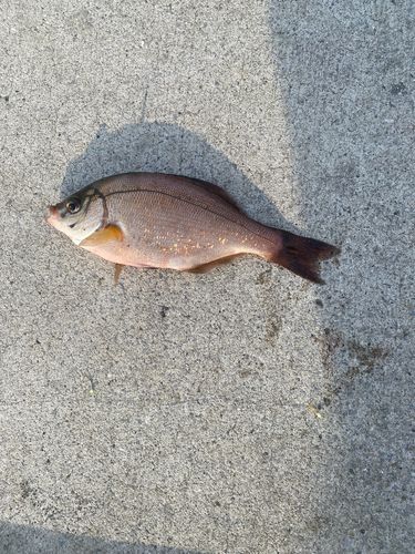 ウミタナゴの釣果