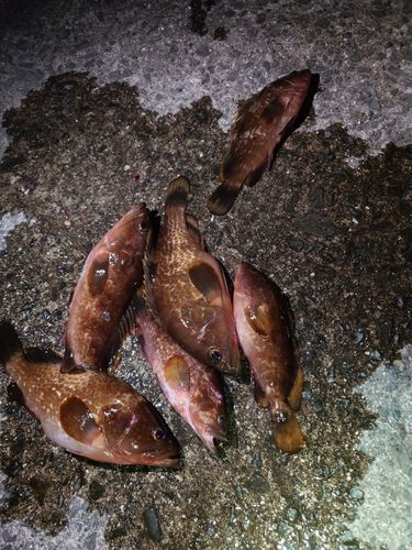 アコウの釣果