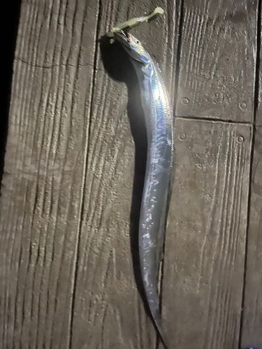 タチウオの釣果