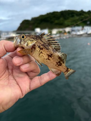 クロソイの釣果