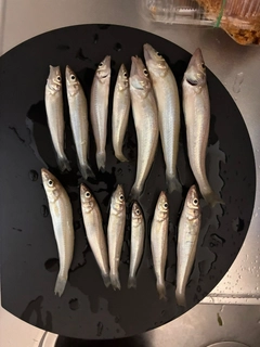 キスの釣果