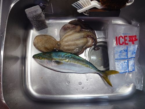 イナダの釣果
