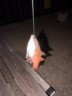 ネンブツダイの釣果