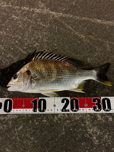 キビレの釣果