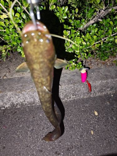 ナマズの釣果