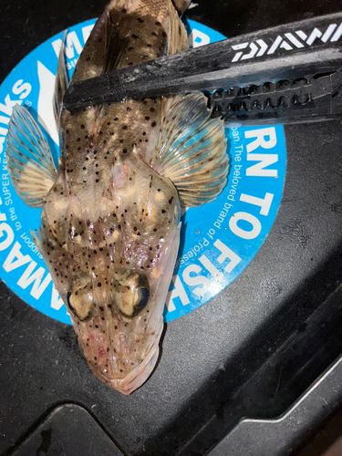 イネゴチの釣果