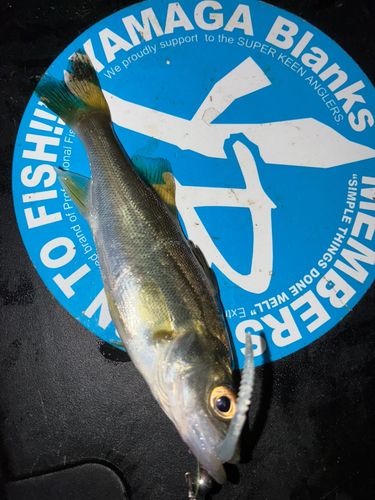 セイゴ（マルスズキ）の釣果