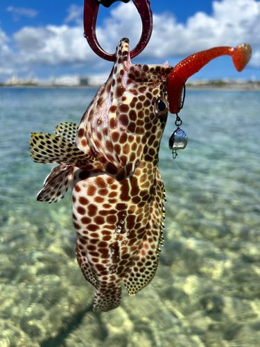 イシミーバイの釣果