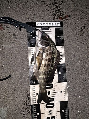 クロダイの釣果