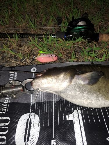 ナマズの釣果