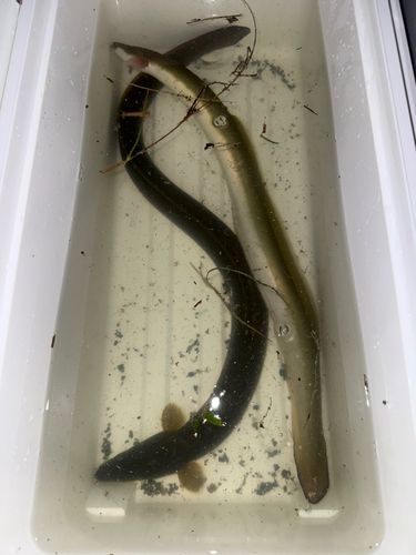 ウナギの釣果
